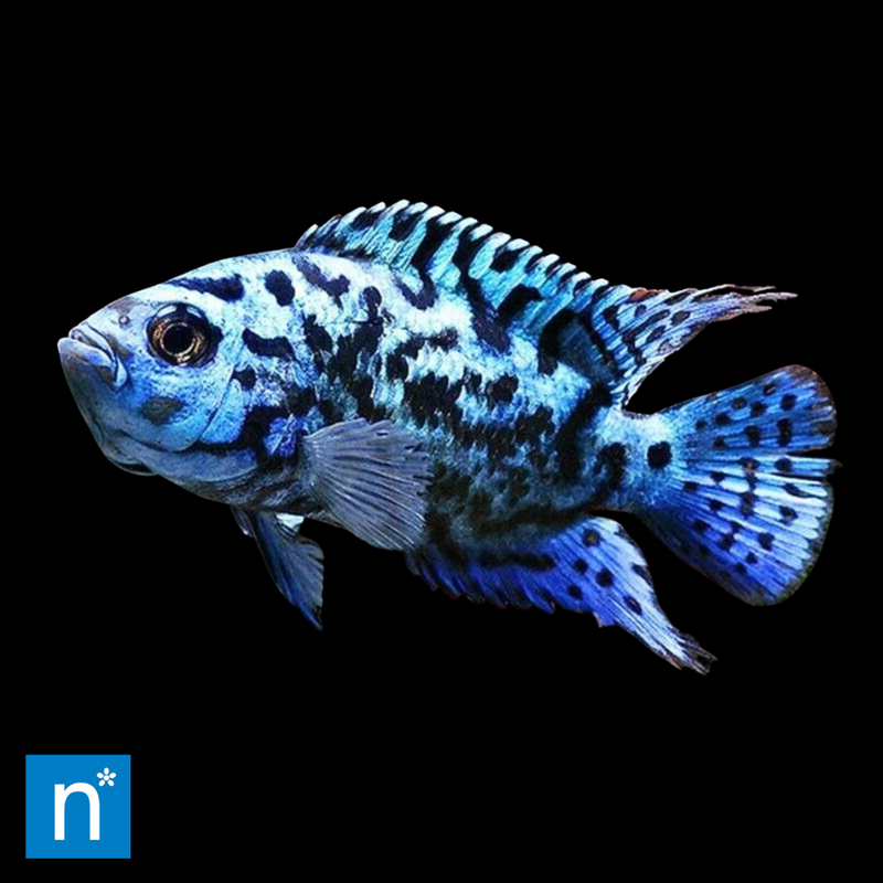Electric Blue Jack Dempsey | Rocio octofasciata