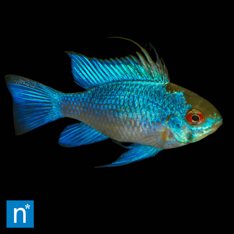Electric Blue Ram (Large) | Mikrogeophagus ramirezi