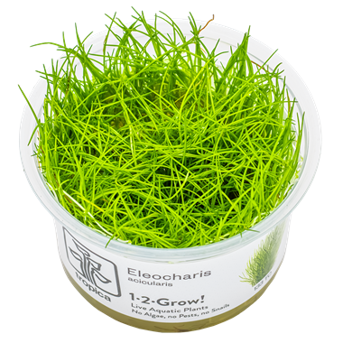 Eleocharis Acicularis 1-2 Grow
