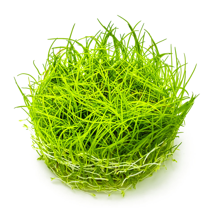 Eleocharis Acicularis 1-2 Grow