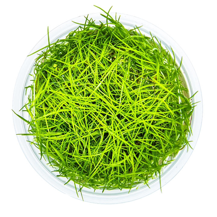 Eleocharis Acicularis 1-2 Grow
