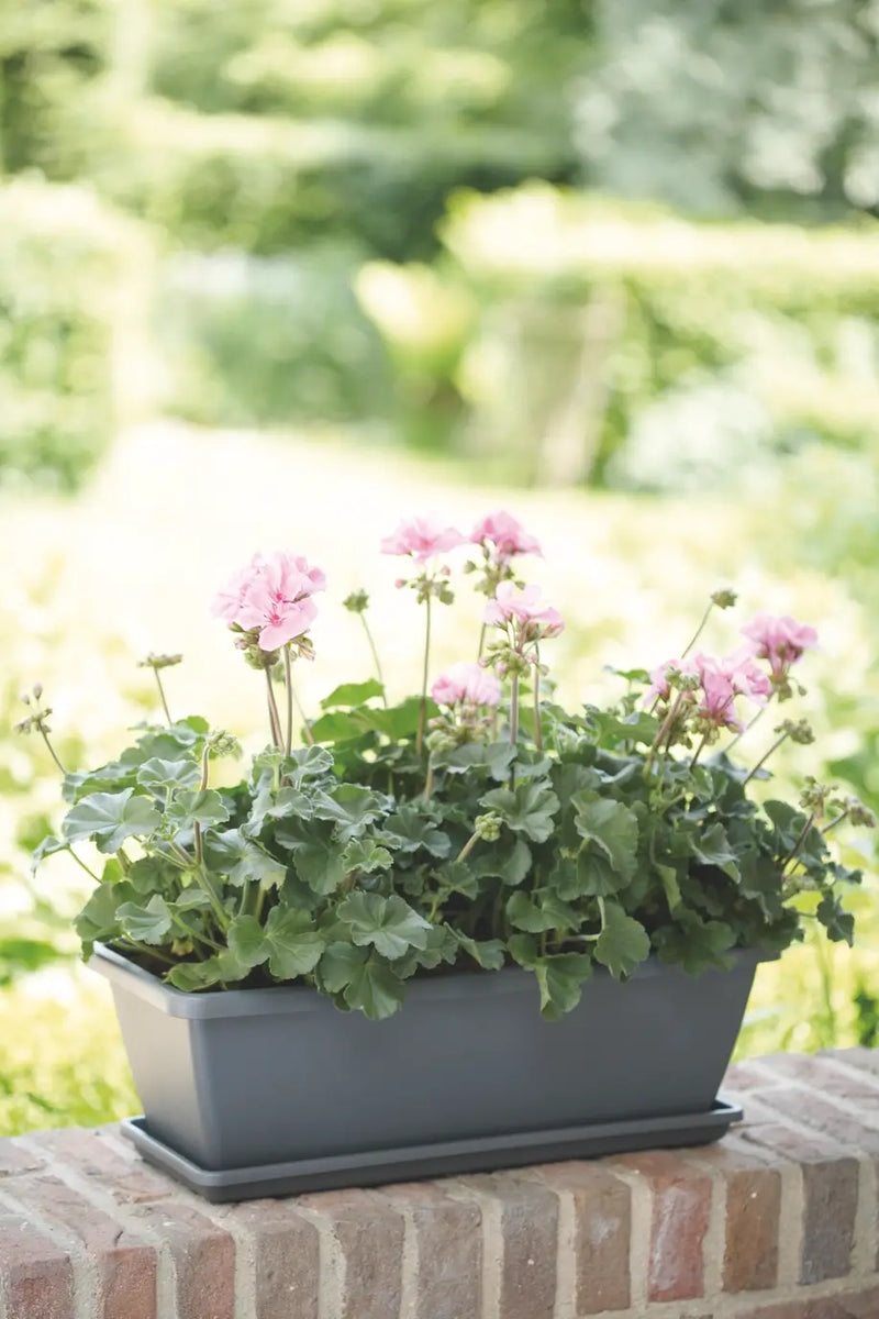 Elho Barcelona Trough 50cm Anthracite