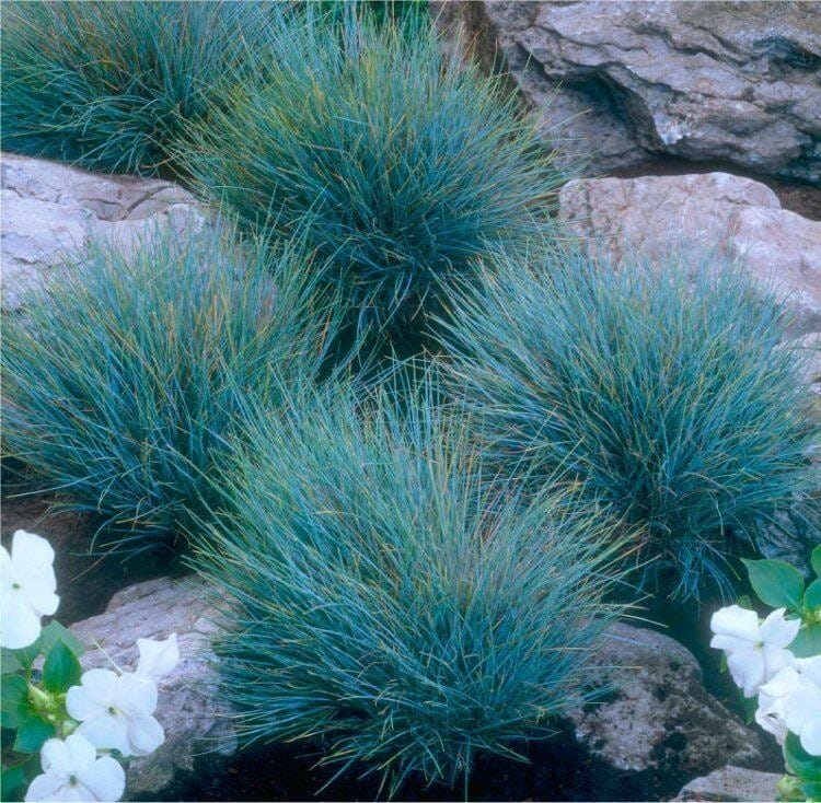 Festuca Glauca 'Intense Blue' Pot (5 Litre)