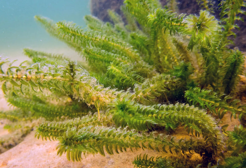 Elodea Canadensis - Oxygenating Aquatic Plant