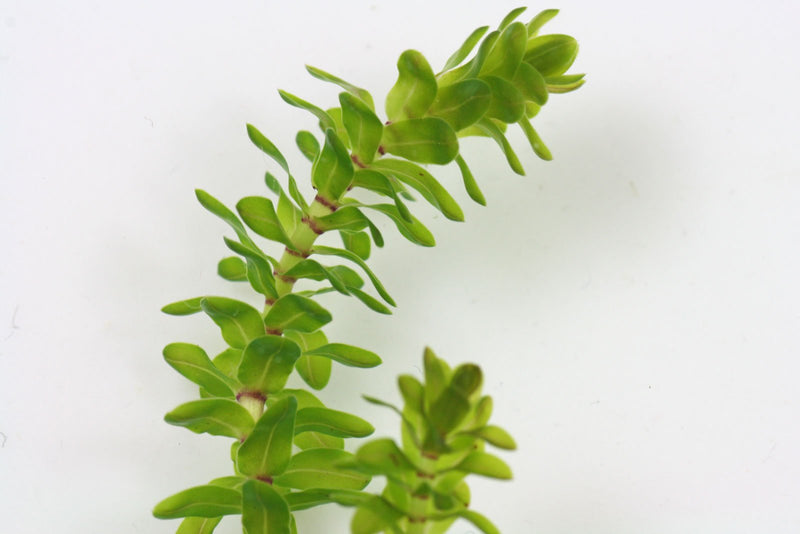 Elodea Canadensis - Oxygenating Aquatic Plant
