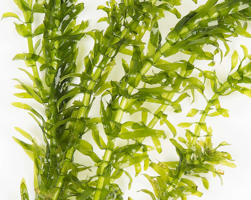Elodea Densa - Oxygenating Aquatic Plant