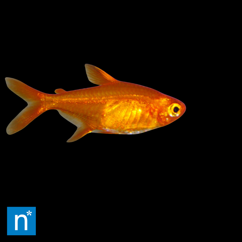 Ember Tetra | Hyphessobrycon amandae
