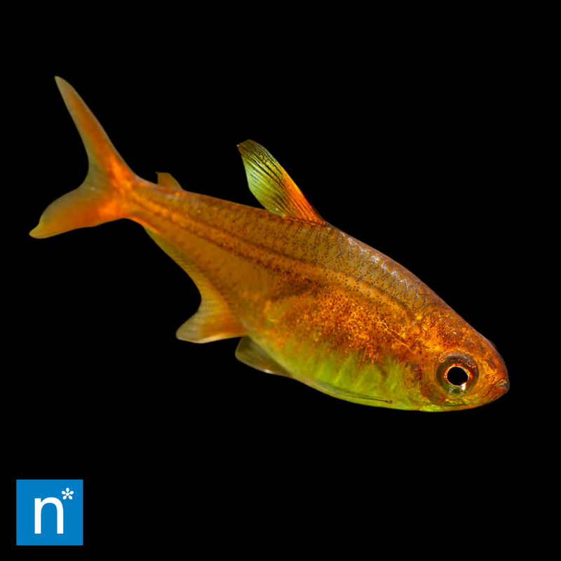 Ember Tetra | Hyphessobrycon amandae