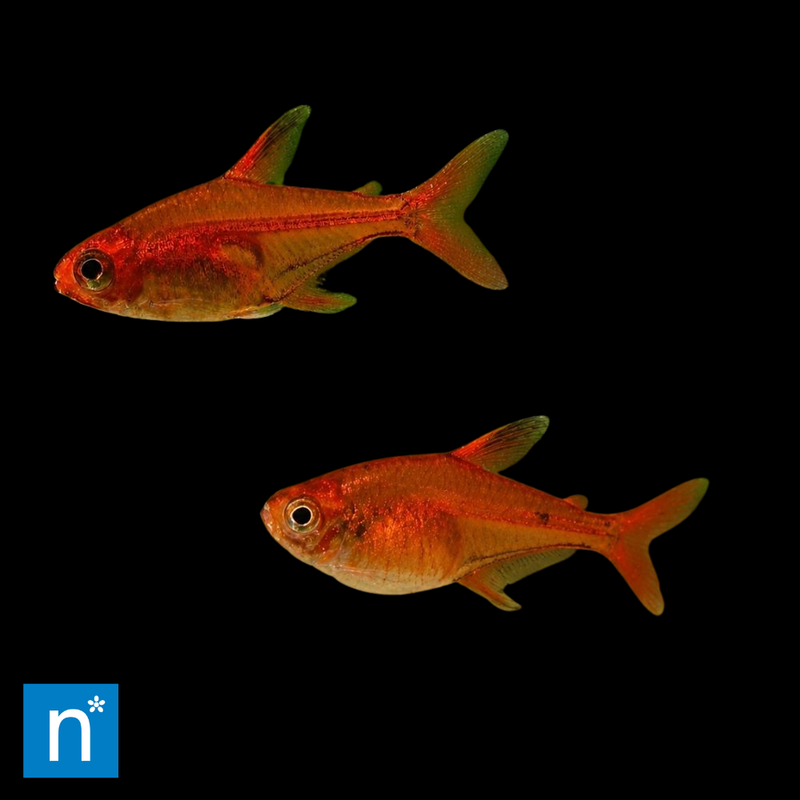 Ember Tetra | Hyphessobrycon amandae