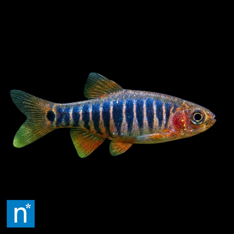 Emerald Dwarf Rasbora | Celestichthys erythromicron