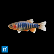 Emerald Dwarf Rasbora | Celestichthys erythromicron