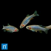 Emerald Dwarf Rasbora | Celestichthys erythromicron