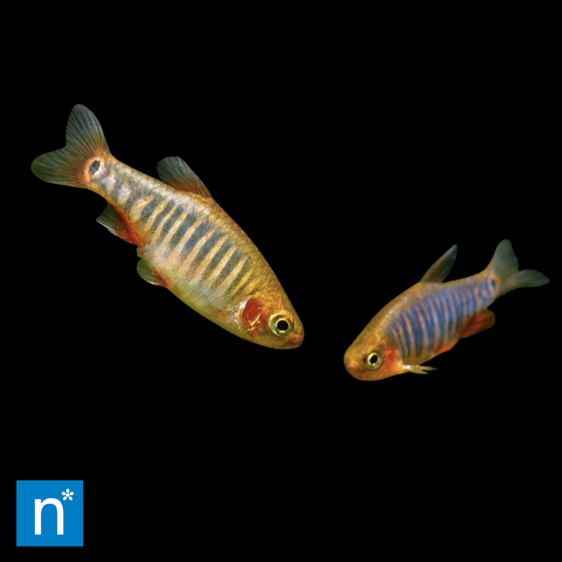 Emerald Dwarf Rasbora | Celestichthys erythromicron