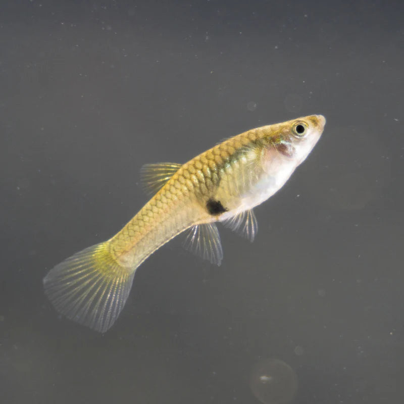 Endler Guppy Female L