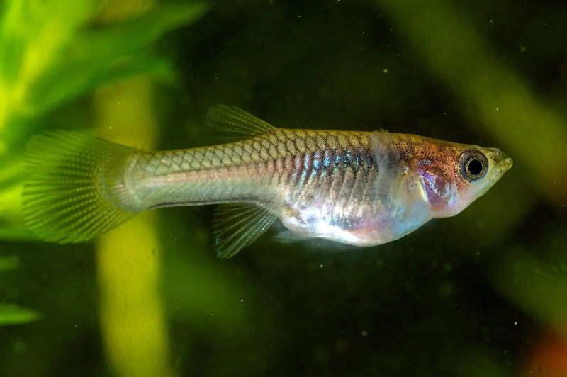 Endler Guppy Female L
