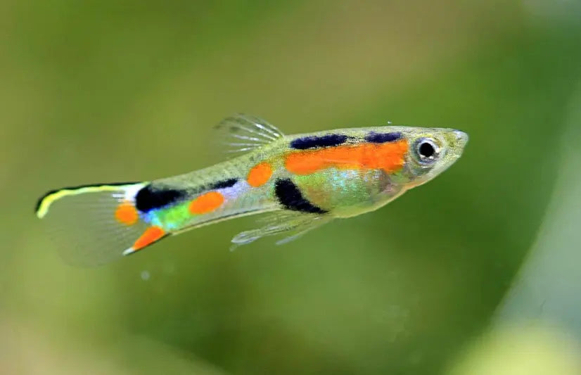 Endler Guppy Male ML Newlands Garden Centre