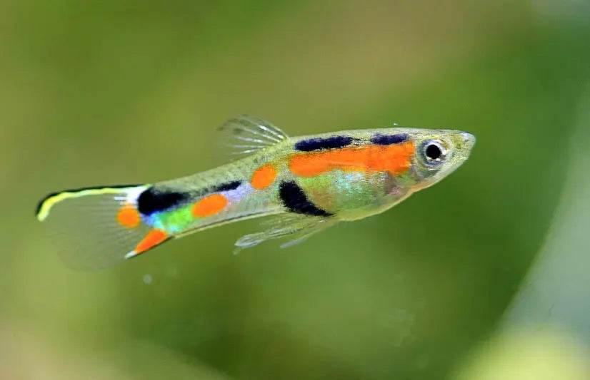 Endler Guppy Male (ML)