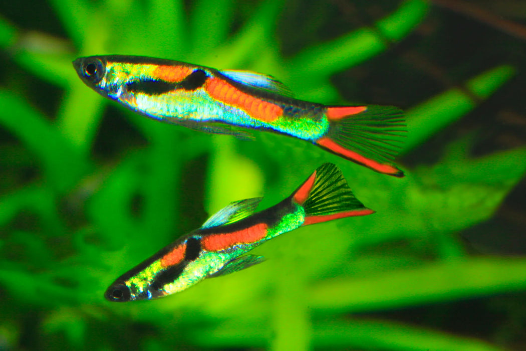 Endler Guppy Assorted Male (L)