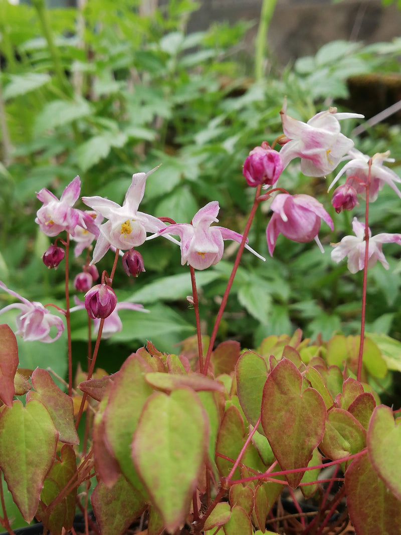 Epimedium 'Akebono' 2 LItre