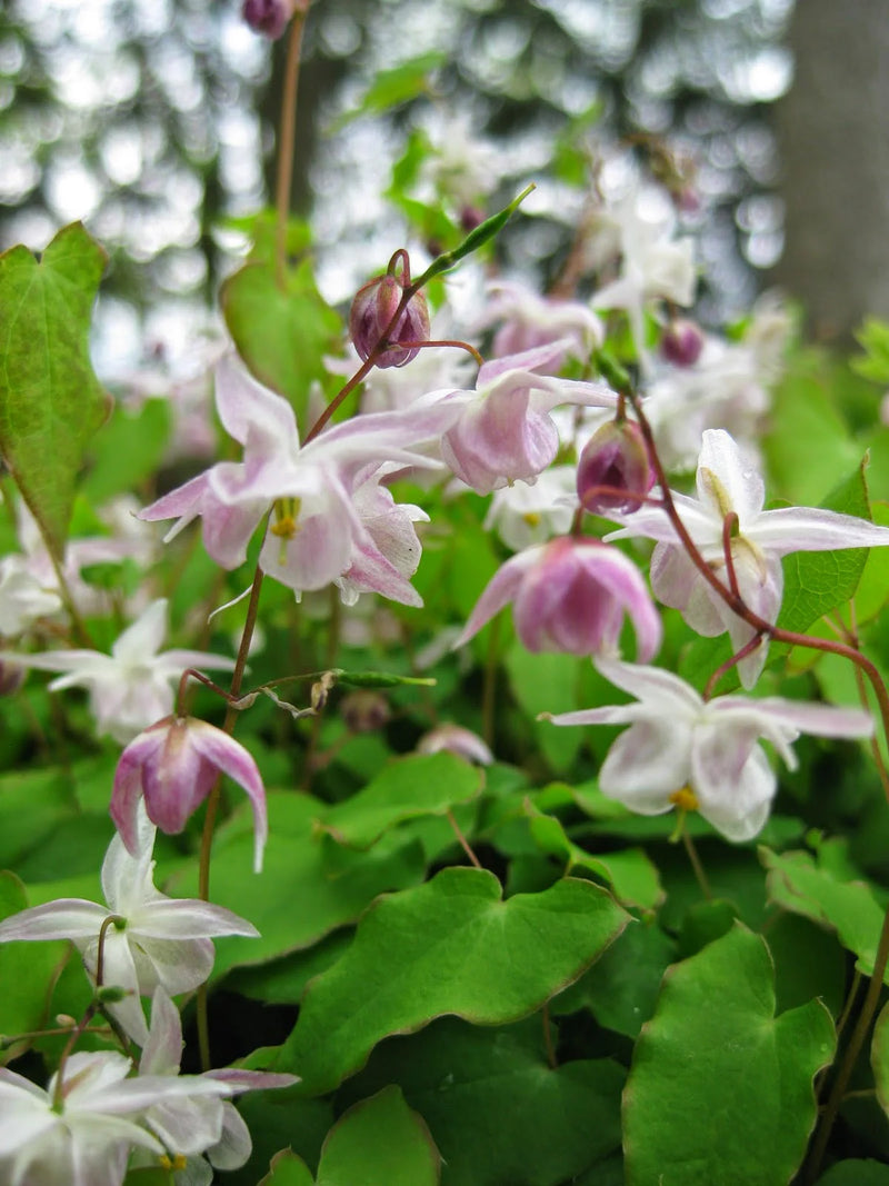 Epimedium 'Akebono' 2 LItre