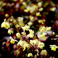 Epimedium x ver. 'Sulphureum' 2 Litre