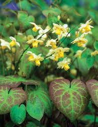 Epimedium x ver. 'Sulphureum' 2 Litre
