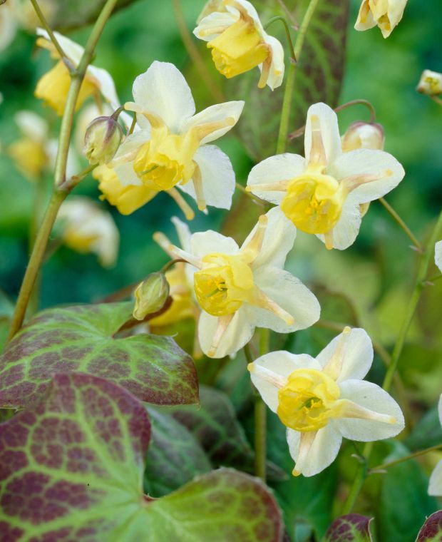 Epimedium x ver. 'Sulphureum' 2 Litre