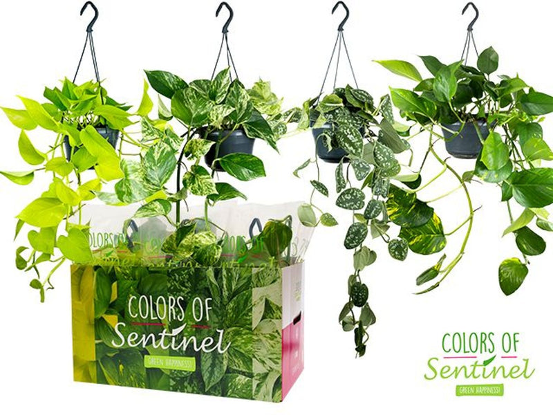 Epipremnum mix P15, hanging pot