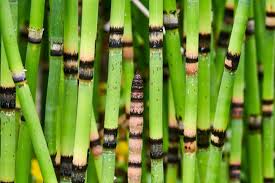 Equisetum hyemale / P15