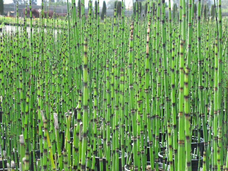 Equisetum hyemale / P15