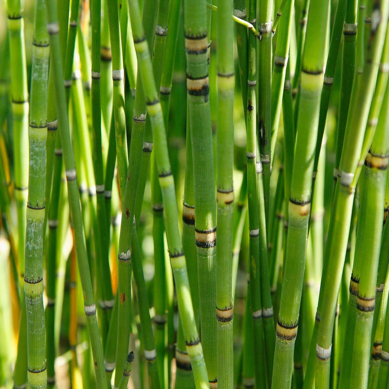 Equisetum hyemale / P15