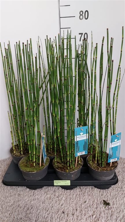 Equisetum hyemale / P15