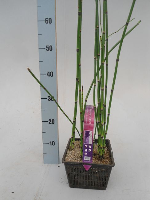 Equisetum japonicum 18 cm aquatic basket