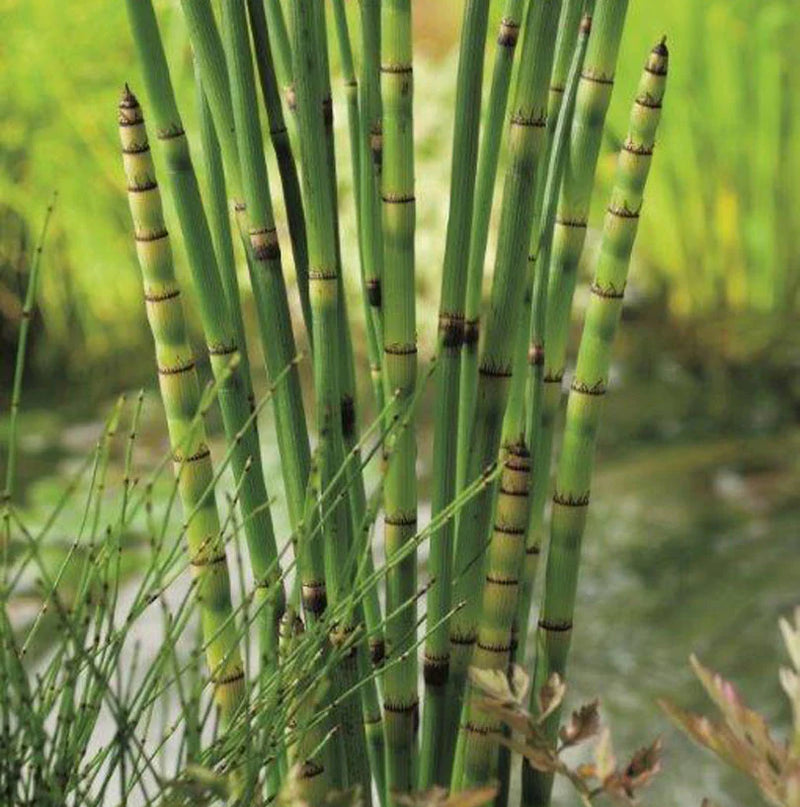 Equisetum japonicum 18 cm aquatic basket
