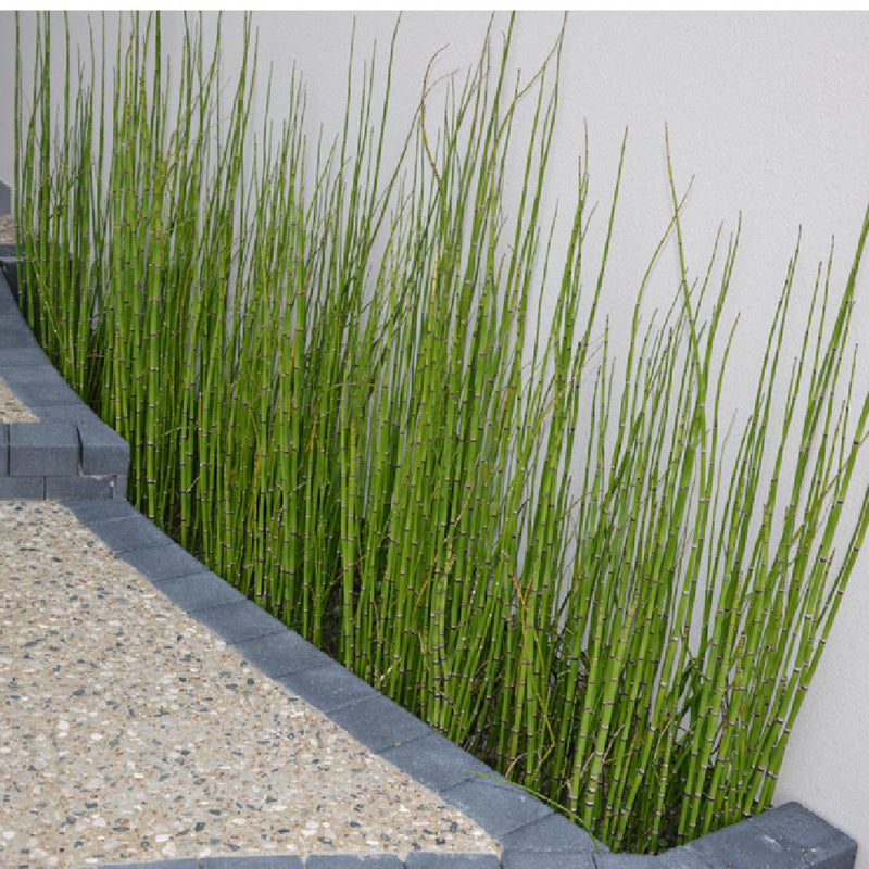 Equisetum japonicum 18 cm aquatic basket
