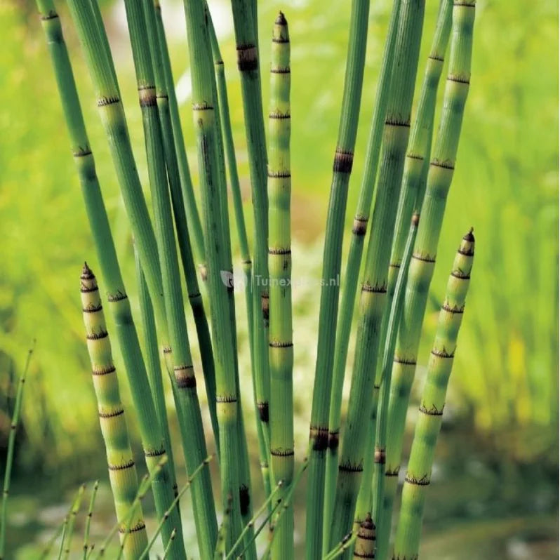 Equisetum japonicum 18 cm aquatic basket