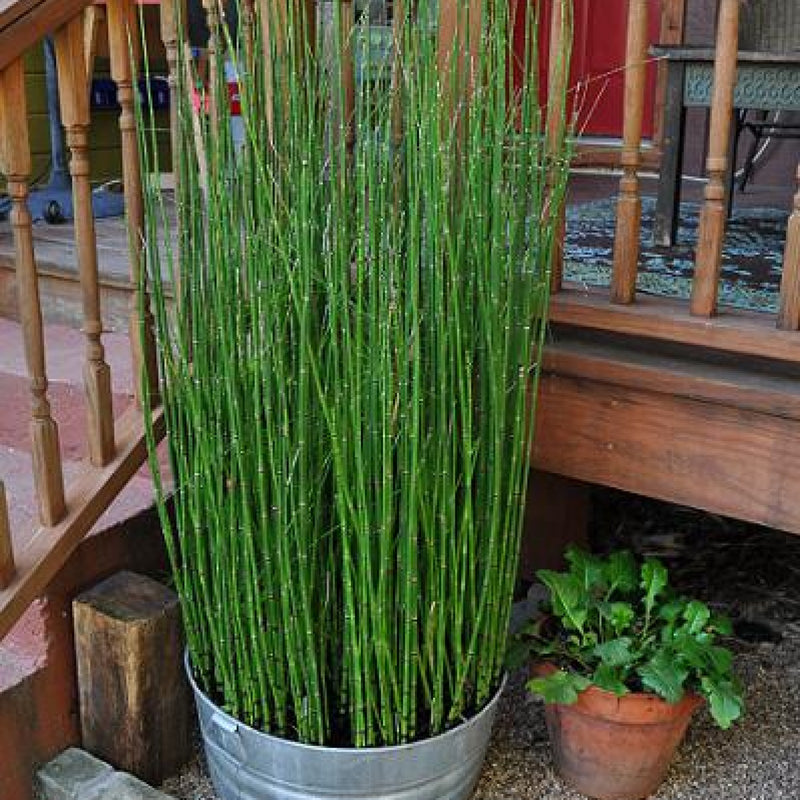 Equisetum japonicum 18 cm aquatic basket