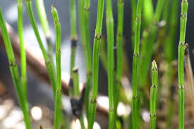 Equisetum scirpoides P9