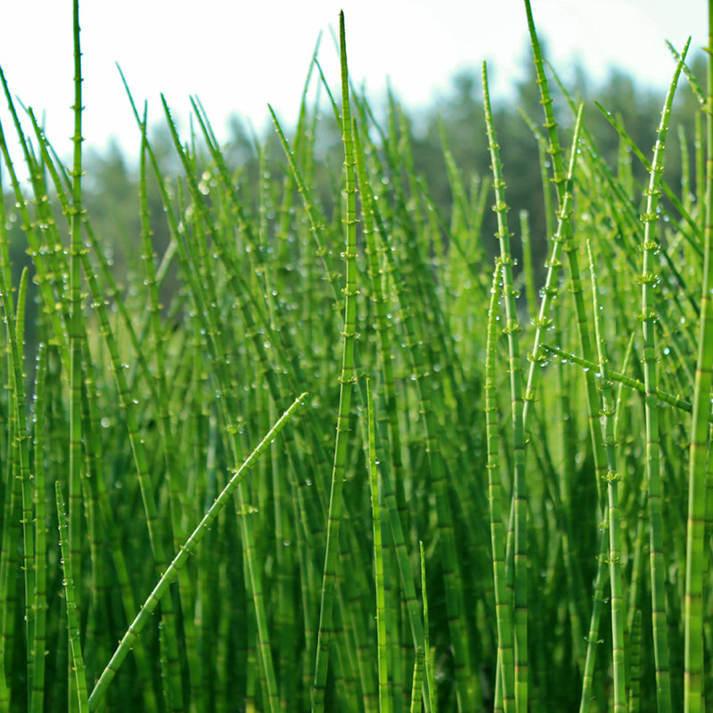 Equisetum scirpoides P9