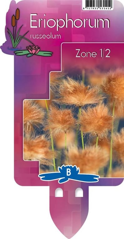 Eriophorum russeolum | Russet Cotton Grass P9