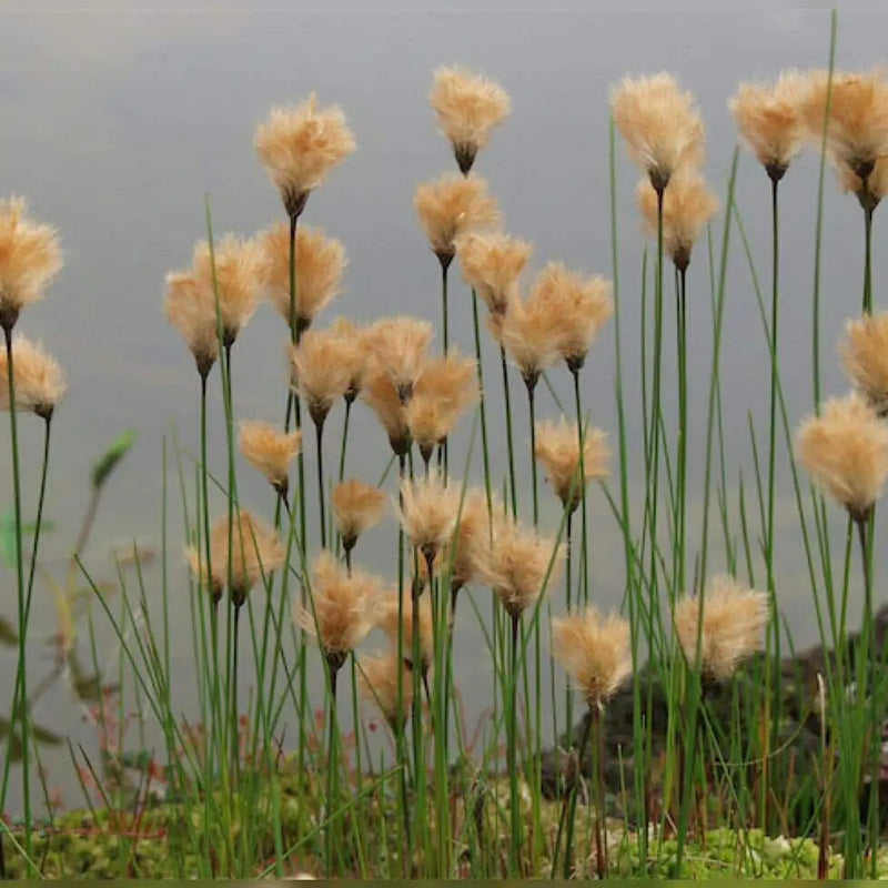 Eriophorum russeolum | Russet Cotton Grass P9