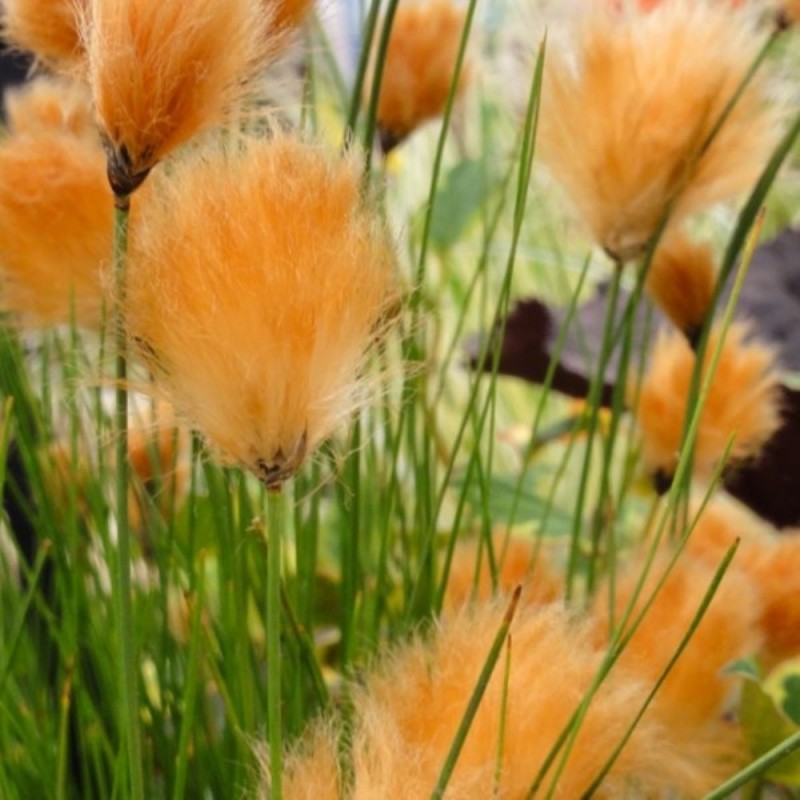 Eriophorum russeolum | Russet Cotton Grass P9