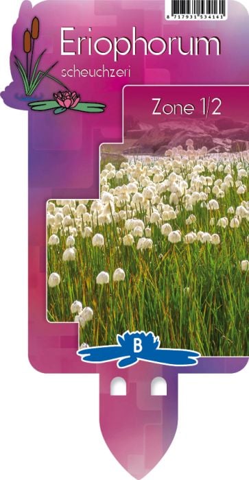 Eriophorum scheuchzeri | Cotton Grass P9