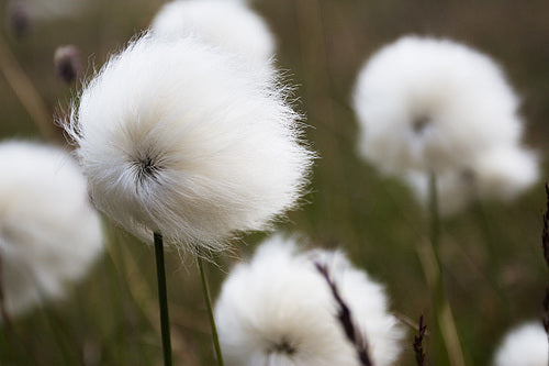 Eriophorum scheuchzeri | Cotton Grass P9