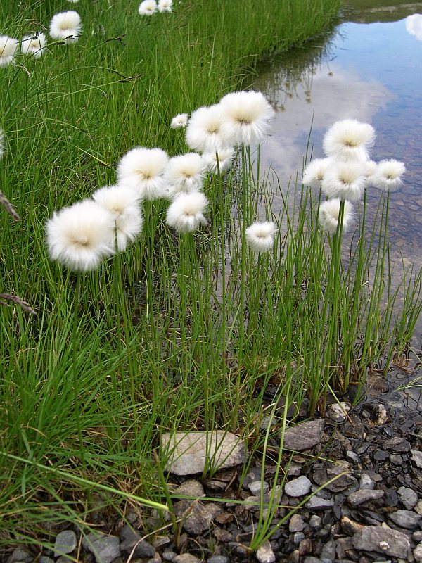 Eriophorum scheuchzeri | Cotton Grass P9