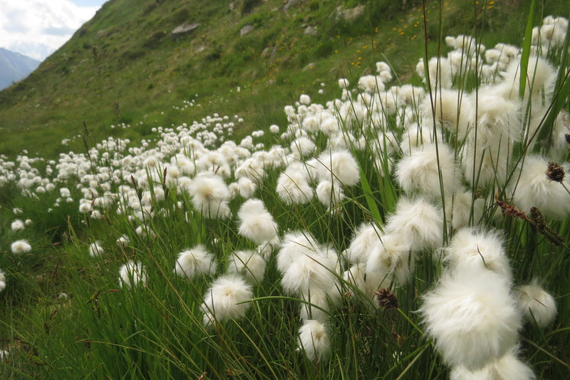 Eriophorum scheuchzeri | Cotton Grass P9