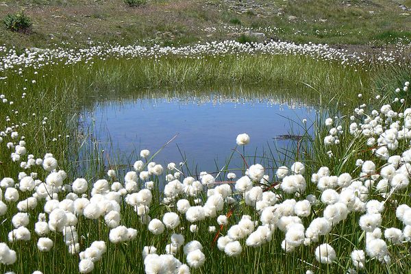 Eriophorum scheuchzeri | Cotton Grass P9