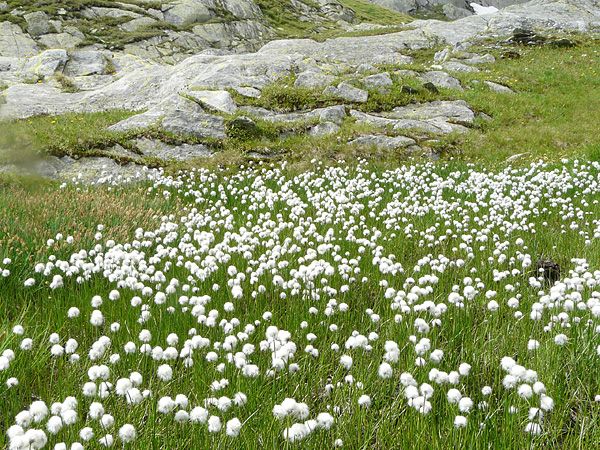 Eriophorum scheuchzeri | Cotton Grass P9