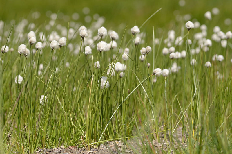 Eriophorum scheuchzeri | Cotton Grass P9
