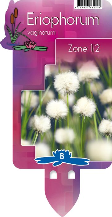 Eriophorum vaginatum | Hares Tail Cotton Grass P9